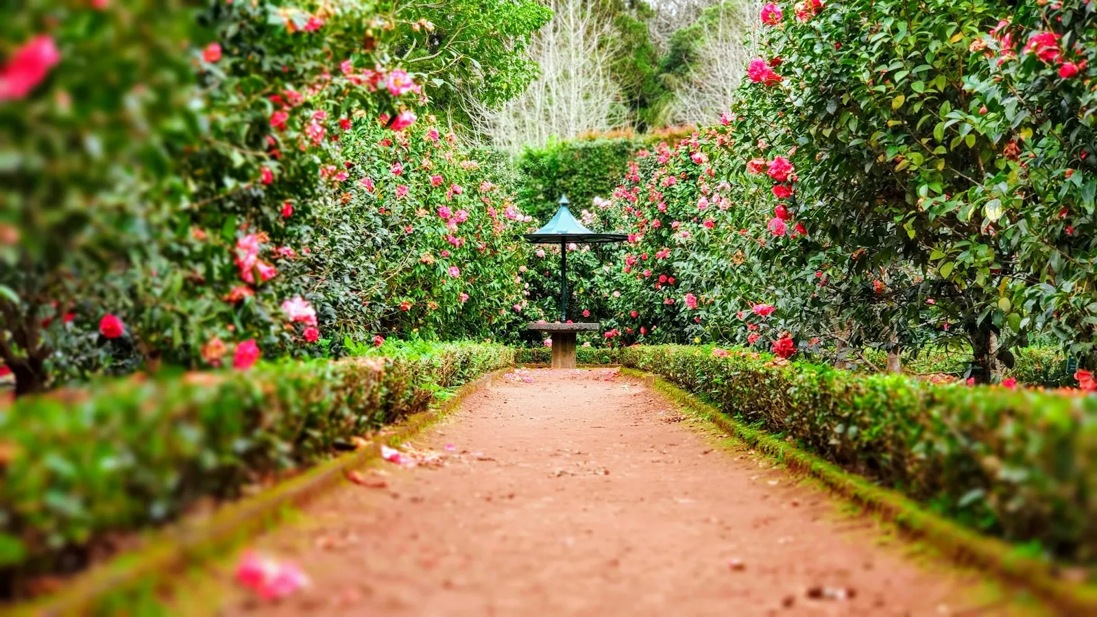 Sendero de jardín con arbustos floridos